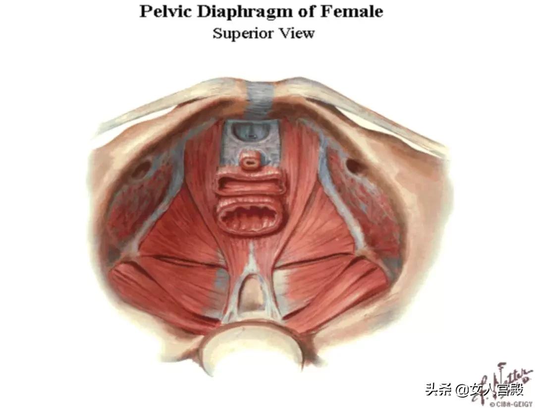 盆底肌很松怎么办,盆底肌松了我该怎么办