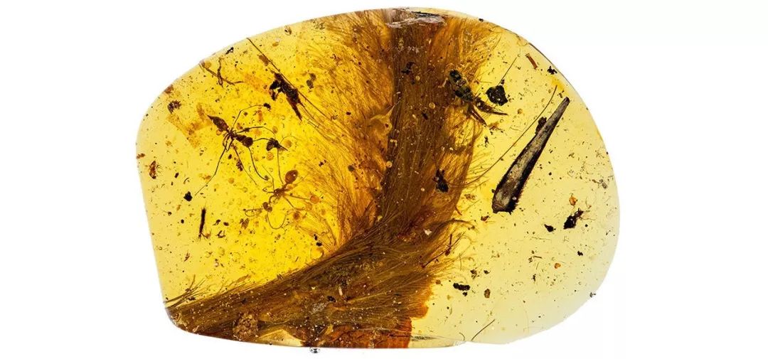 缅甸琥珀复原过程,科学家发现恐龙时代琥珀化石