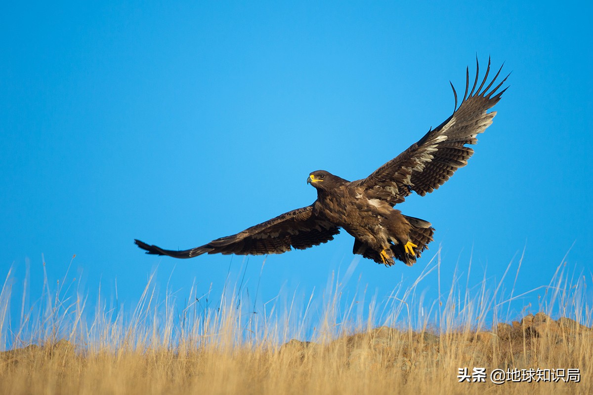 取一个好听的蒙古族名字,蒙古族名字怎么起