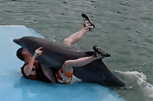 1只狐狸,36只企鹅被残忍猎杀