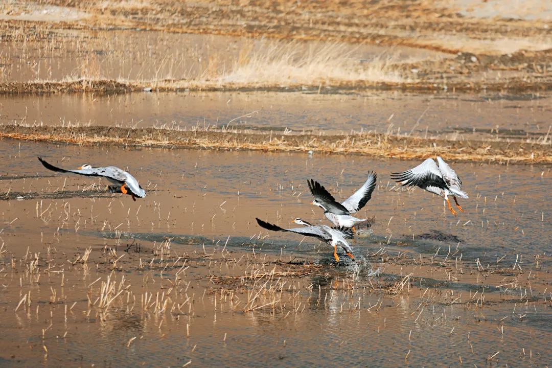 媲美新疆的地方,媲美西藏大北线的新疆自驾路线
