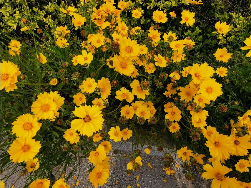 青岛高新区的公园让人们享受,青岛有个特别美的地方