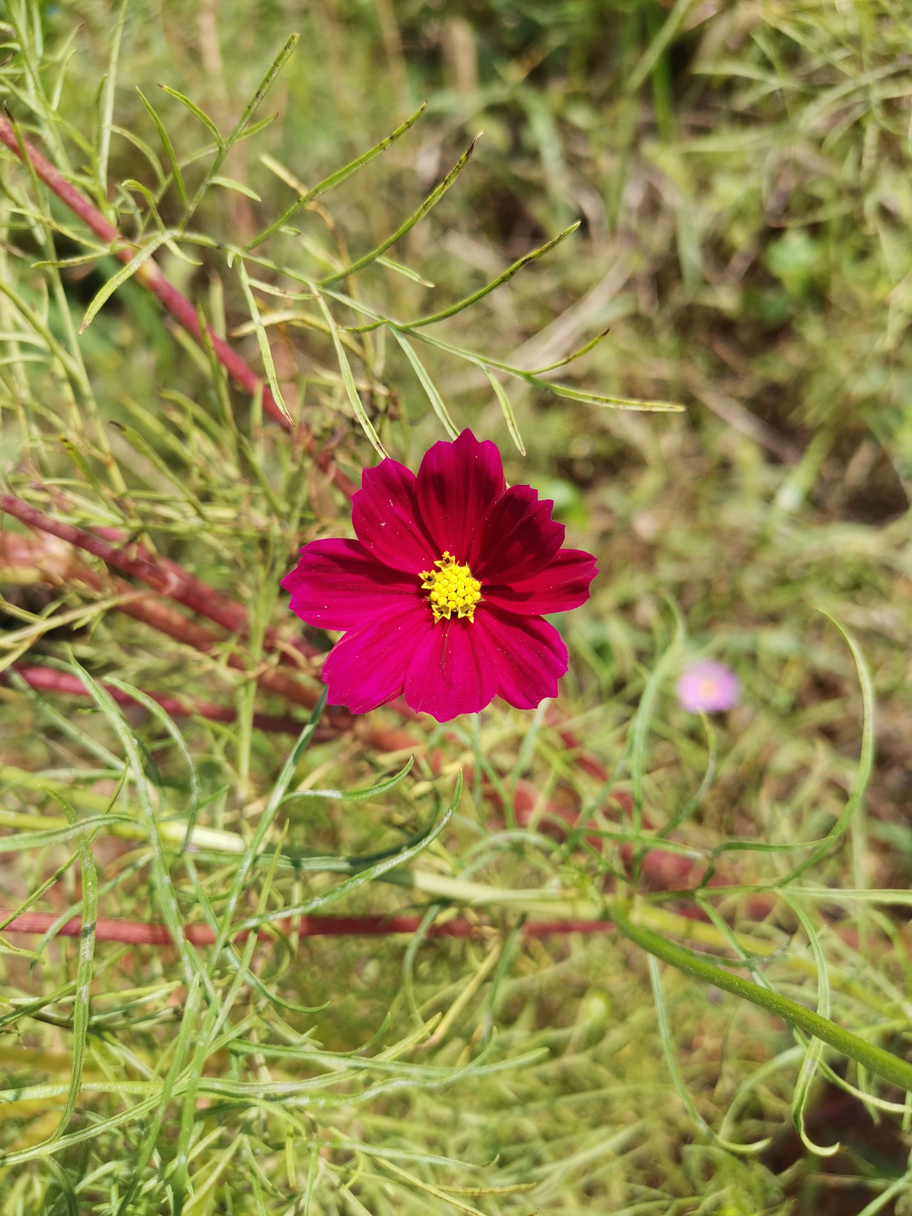 心上人啊你在哪里歌曲,心上人啊你在哪歌词意思