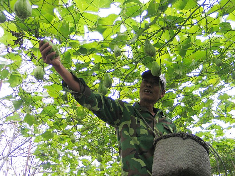 佛手瓜怎么种植步骤图解,佛手瓜怎样种成活高