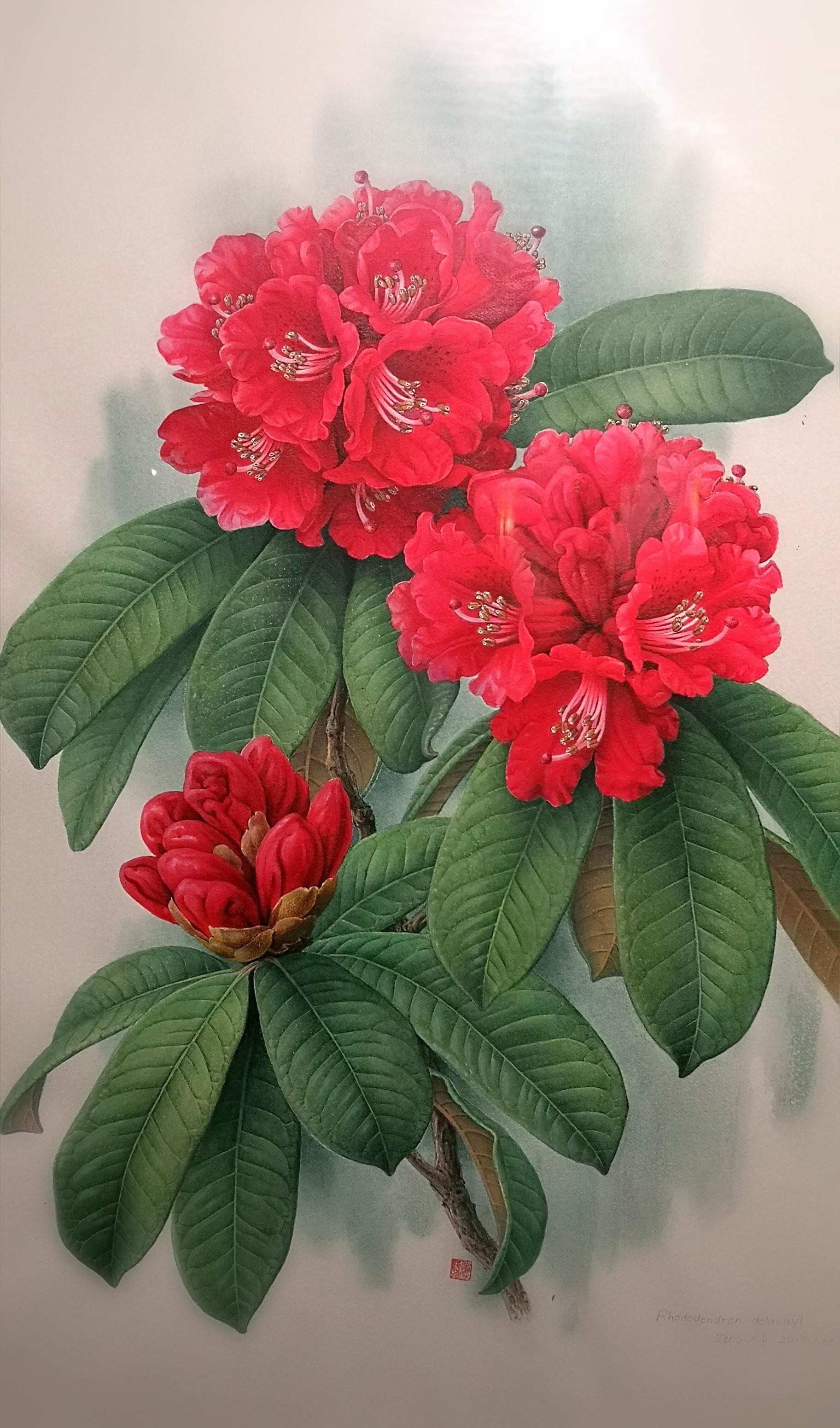 植物画家曾孝濂,画家曾孝濂作品欣赏