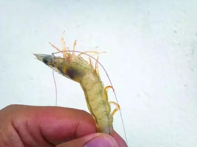 对虾转肝不成功如何补救,对虾拖便最佳处理方案