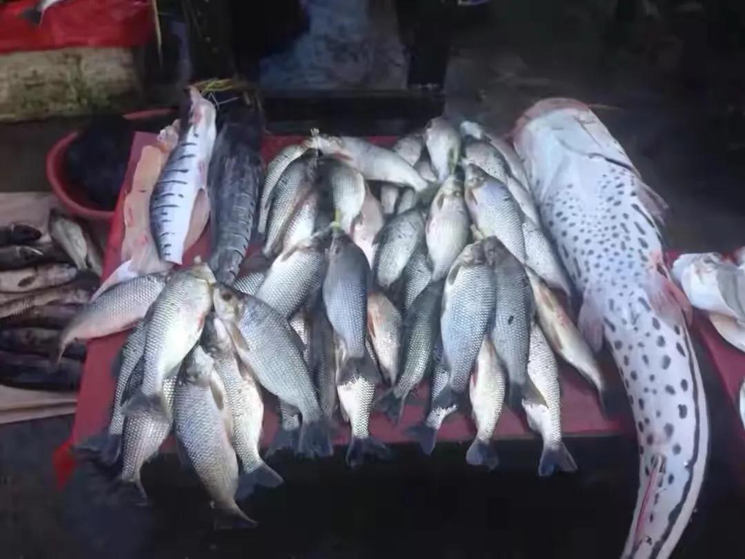 人工鳄鱼肉能吃吗,野生鳄鱼肉什么口感