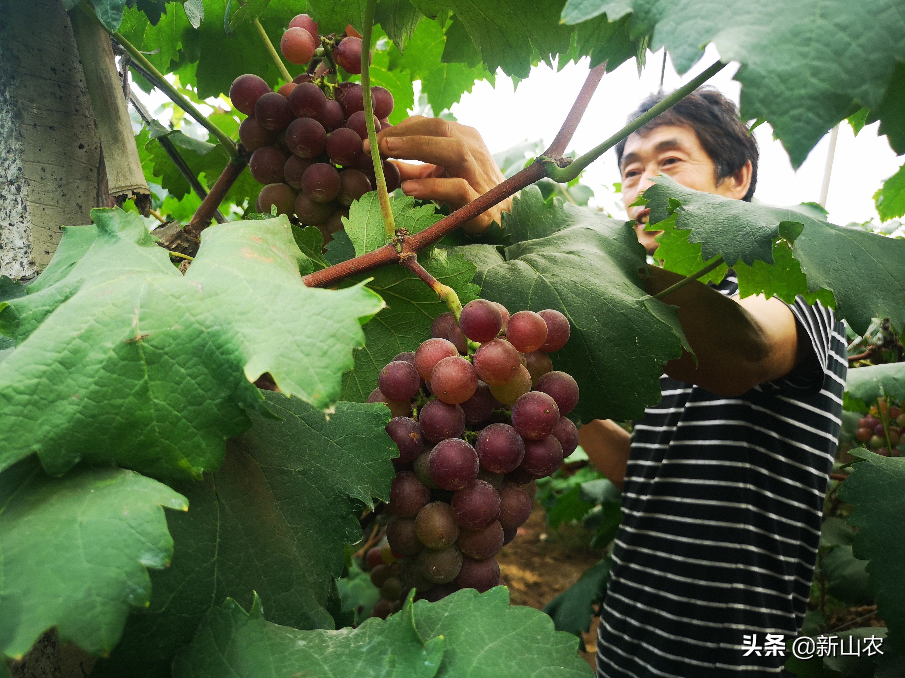 “洋气”的“土专家”，西彭镇马鞍村黄代华，“好人老黄”绰号