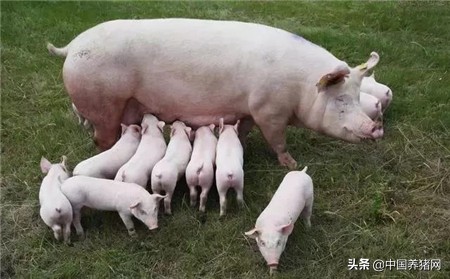 非瘟的养猪方法,非瘟下的养猪人