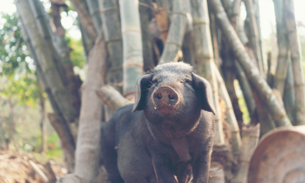 山东省胶州特产水果,胶州特产有哪些可以送礼