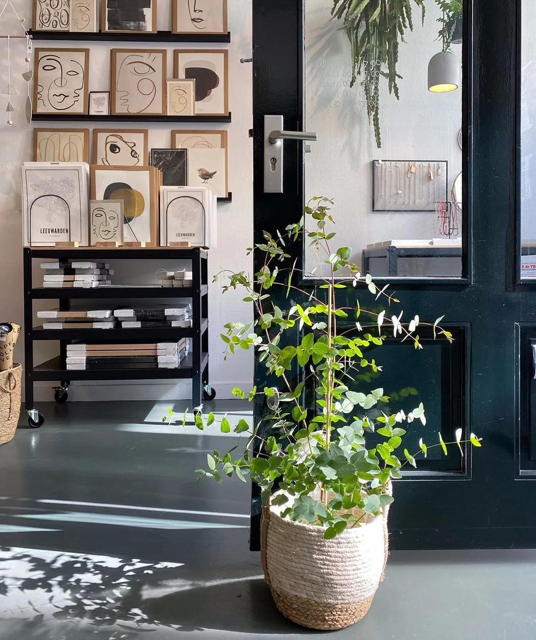 尤加利庭院,冷郁气质怎么形容