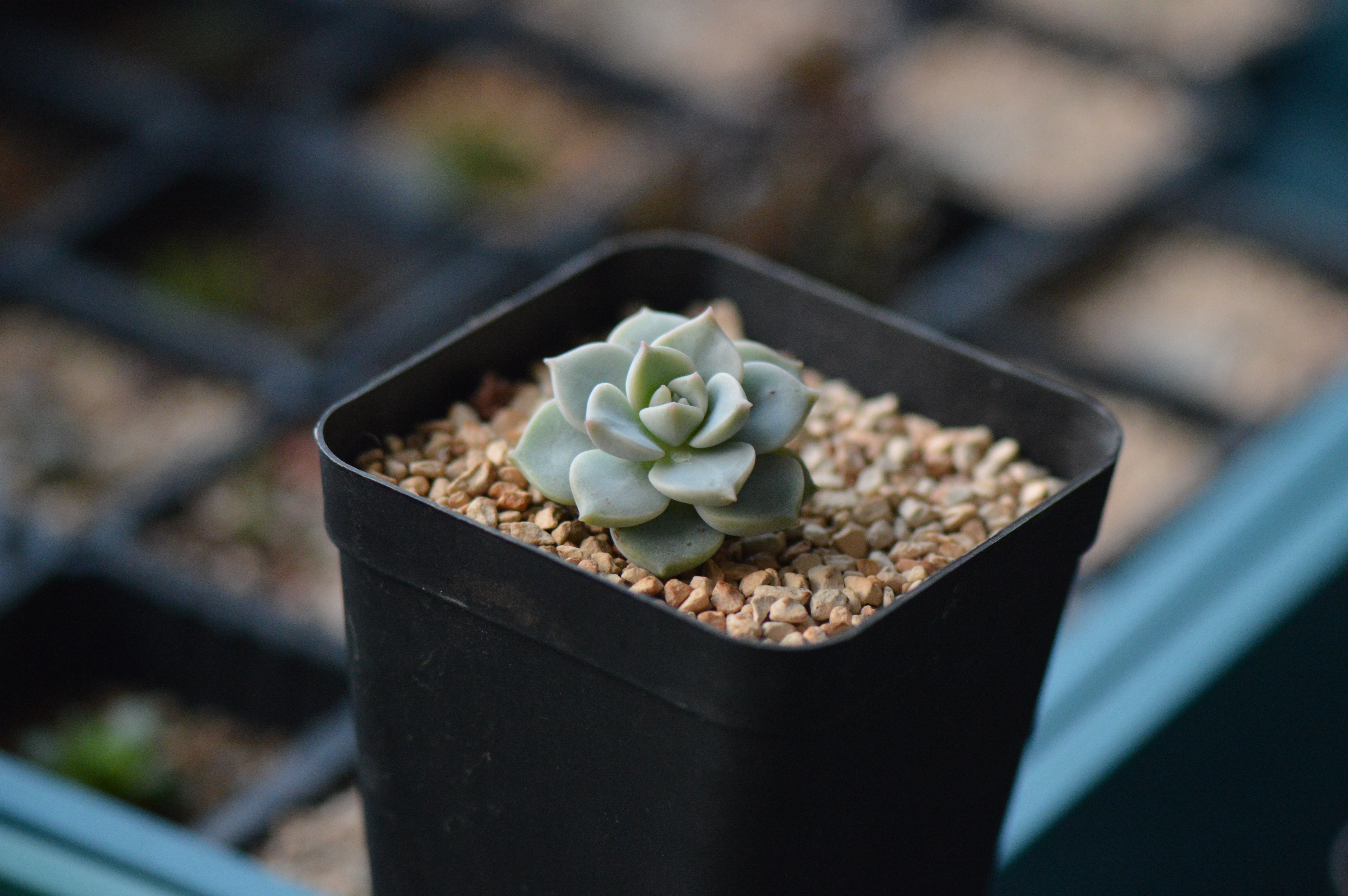 清欢养肉｜优生优育的白牡丹，让你从几片叶子跻身多肉大户