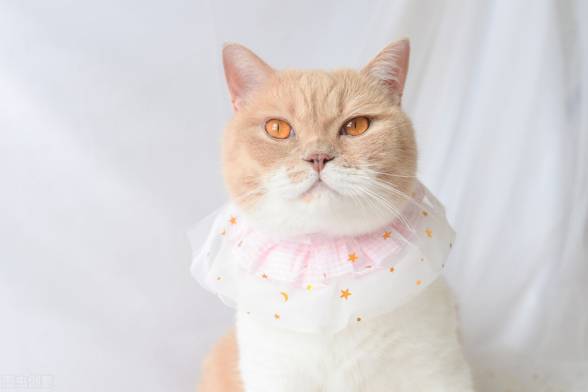 猫咪眼睛分泌物怎么看,教你通过猫咪眼屎来判断身体状况