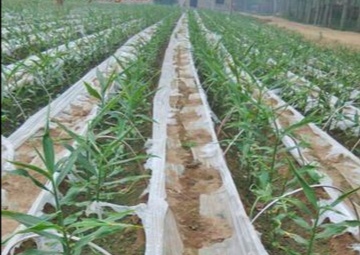 立夏种姜的方法,立夏种姜视频教程