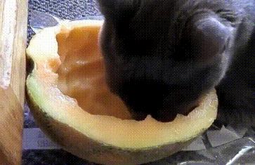 猫为啥爱吃植物,猫爱吃鸡肉还是虾肉