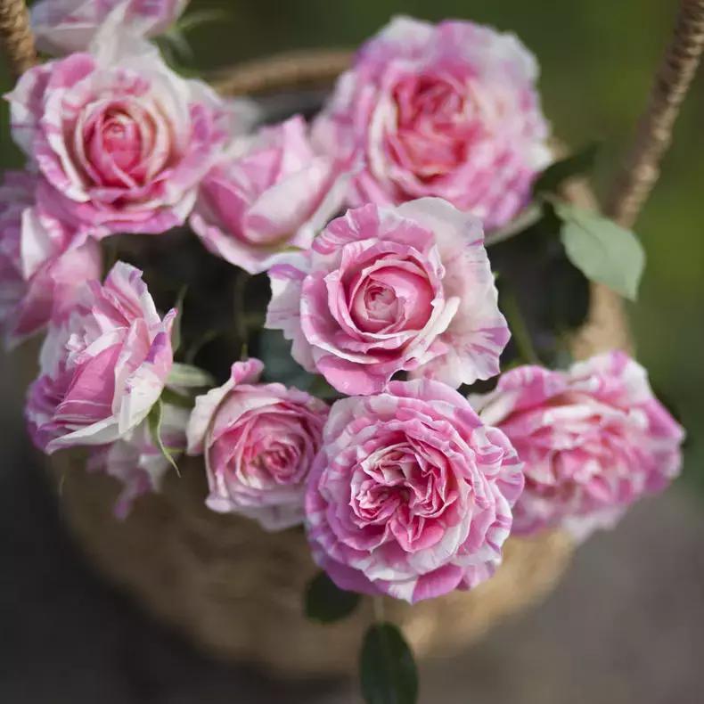 20种必买月季品种图片,网购月季有哪些品种好活