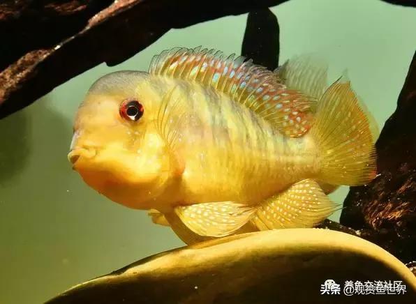 食土鲷一般多大尺寸,食土鲷哪个品种小一点