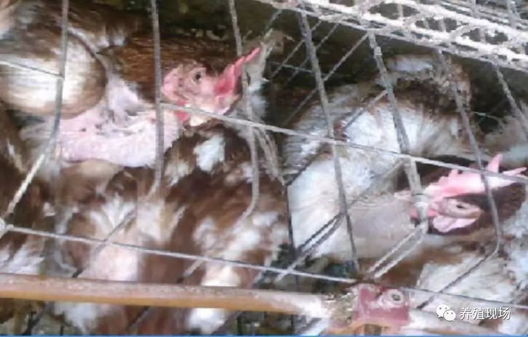 鸡身上有很多虱子怎么办可以吃吗,鸡身上有虱子能用柏松牌杀虫粉吗