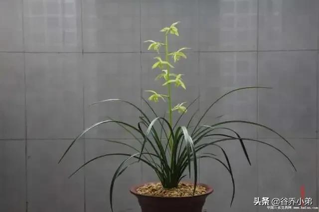 历史上的兰陵县,兰陵历史名县