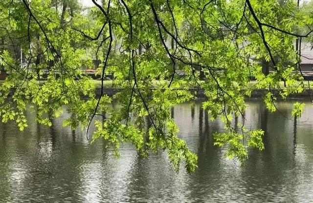 南京的春天,南京的春天视频