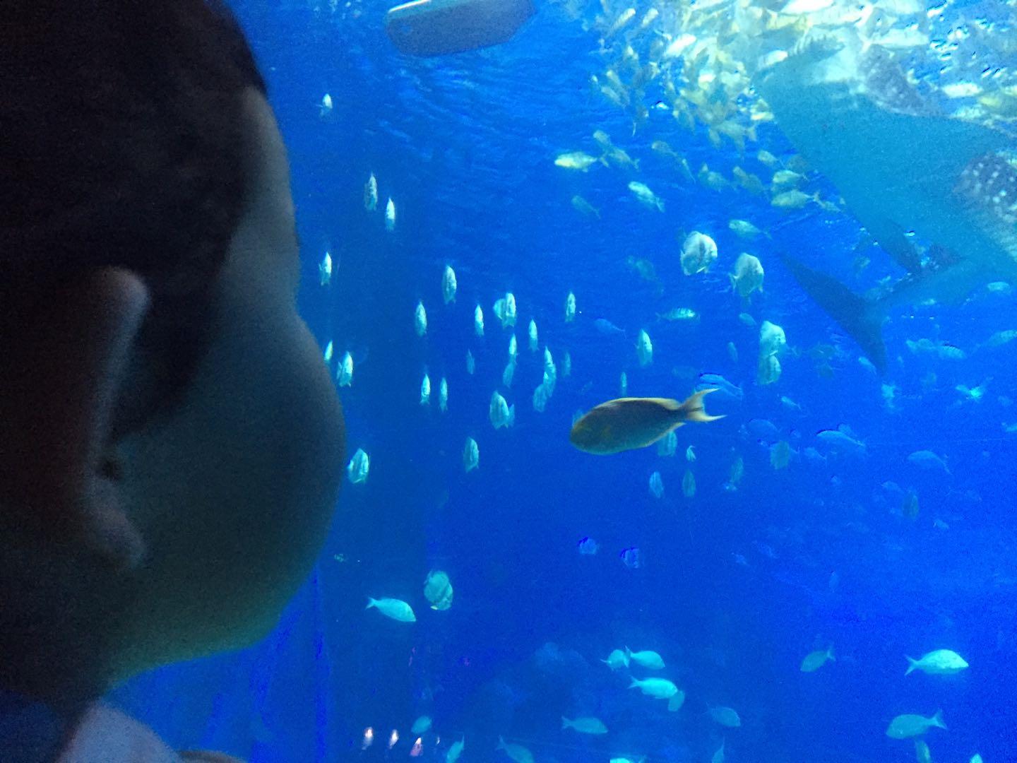 珠海长隆海洋王国附近美食,珠海长隆海洋王国官网预约