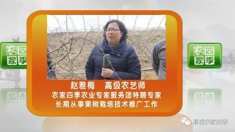 黄桃流胶病用什么药,油桃流胶病的防治方法