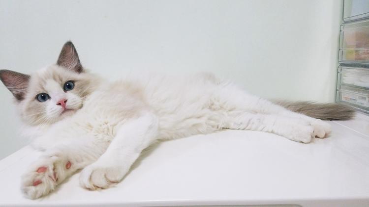 公猫不做绝育的危害,公猫不绝育有什么危害么