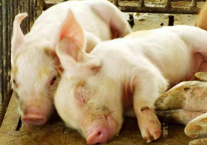 中药防仔猪拉稀的药是什么,猪仔拉稀有什么特效药