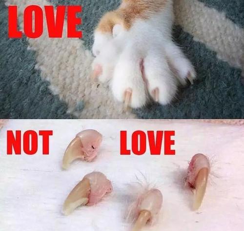 宠物整形手术背后的残忍你见过吗,宠物美容技术的手法有哪几种