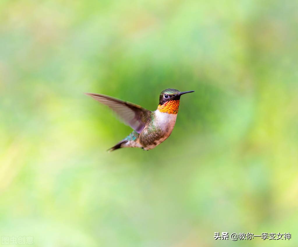 飞鸟尽良弓藏狡兔死走狗烹朱元璋,狡兔死走狗烹敌国破谋臣亡的意思