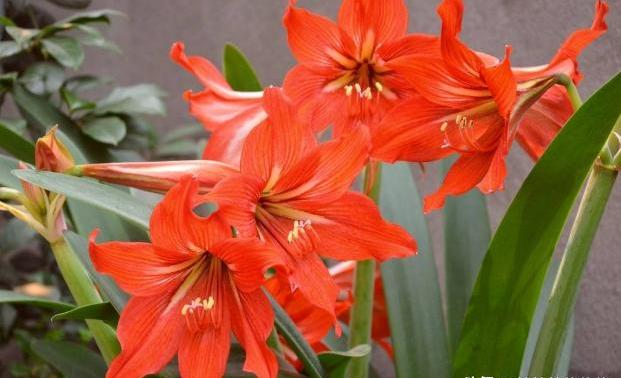 朱顶红球南方怎么养护,朱顶红小球养护技巧及注意事项