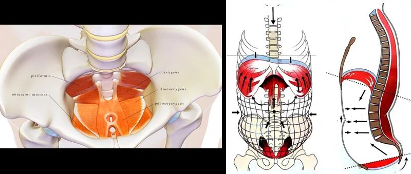 最漂亮大腿，从来不是上下一样粗！——“髋主导”技术定胜负