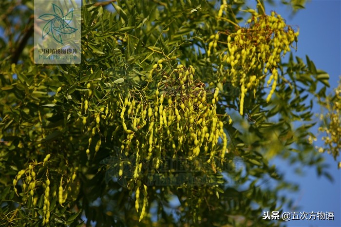 家槐叶和槐叶区别,国槐家槐是同一种树吗