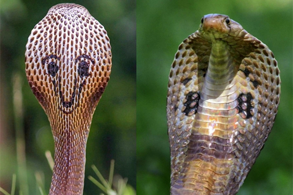 有毒蛇标志,有毒蛇的视频