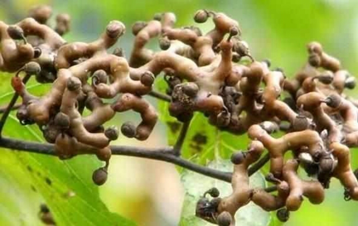 小时候在农村最常见的5种野果，吃过三种的算你牛！