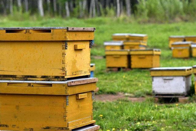 人工分蜂后怎样管理蜂群,如何给蜂群分蜂