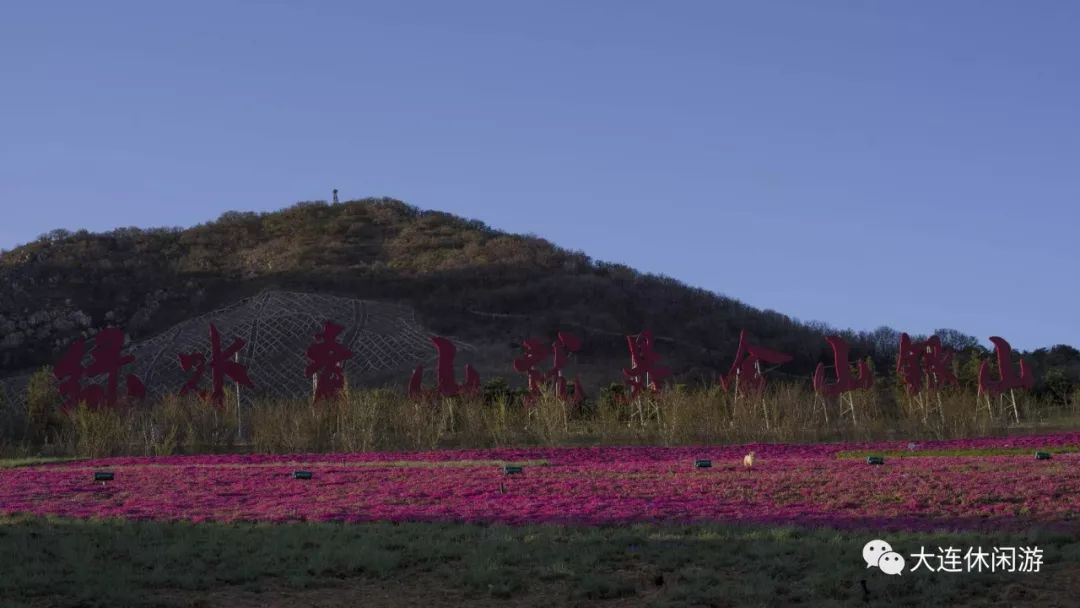 大连附近哪里有花海,大连一片花海