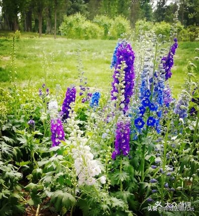 海德公园参观,北京的海德公园