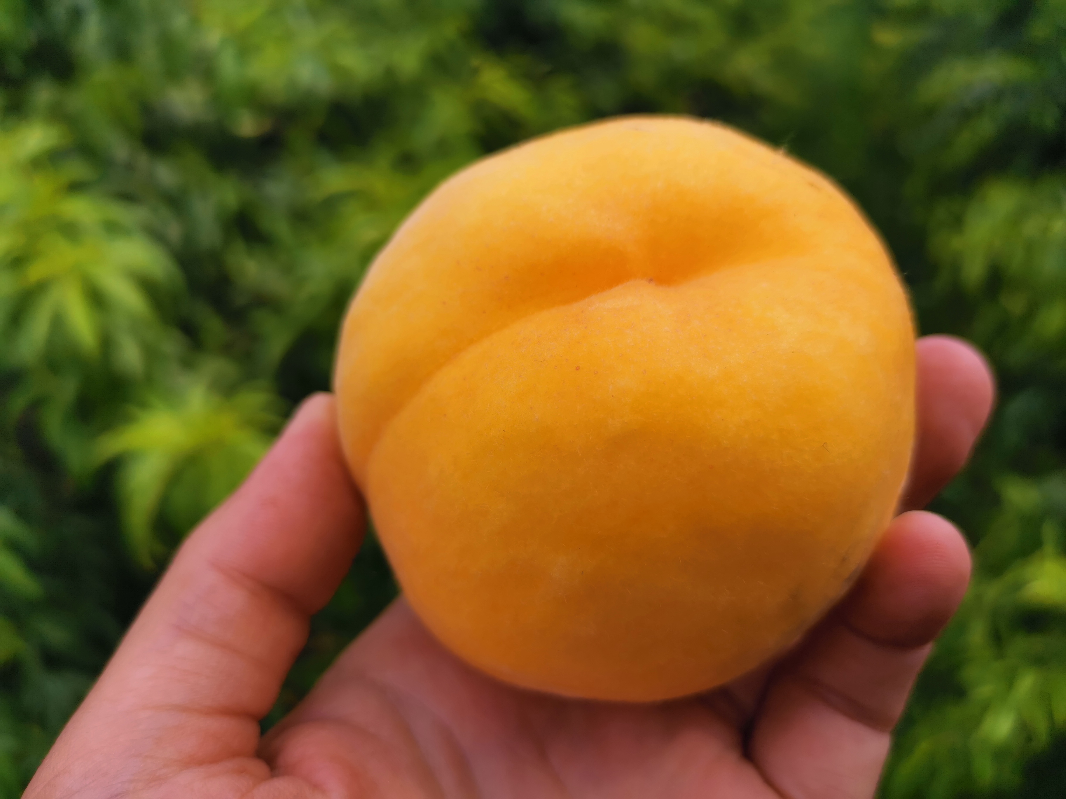 黄金蜜桃一号介绍,黄金蜜桃5号品种简介