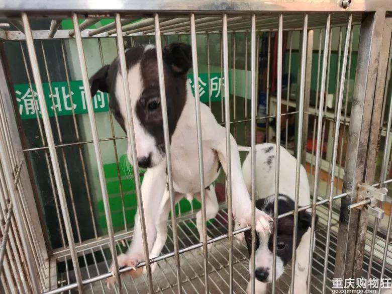 渝北区狗儿市场有卖猫的吗,渝北狗儿市场买狗