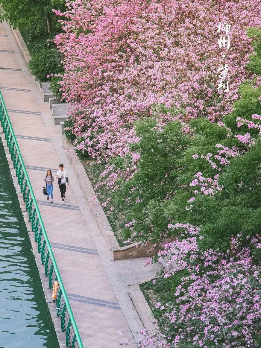 广西有座小城,广西这个宜居小城很低调