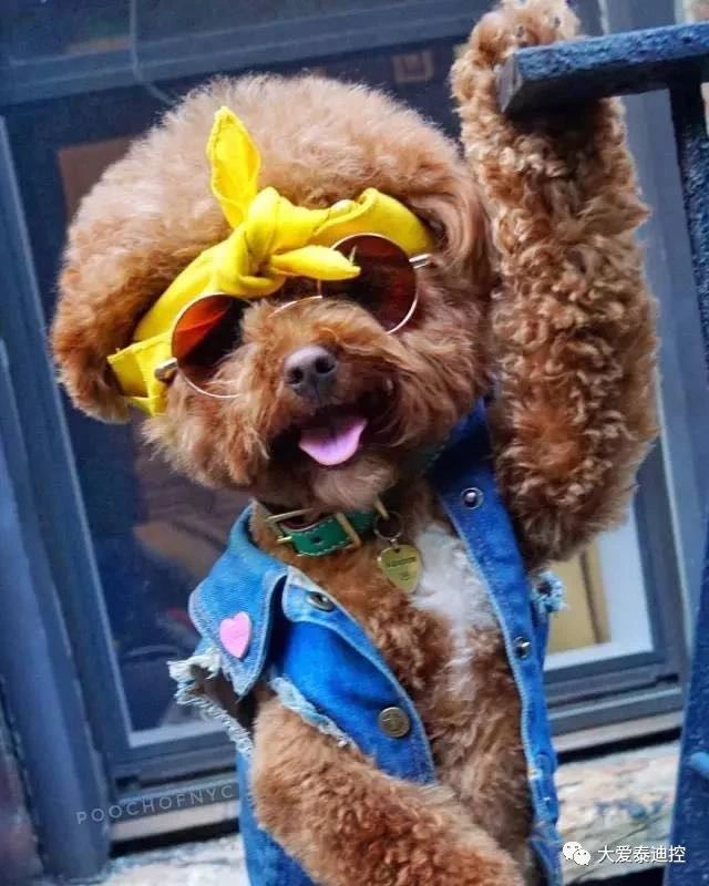 泰迪有白毛是怎么回事,泰迪身上长出白毛是怎么回事