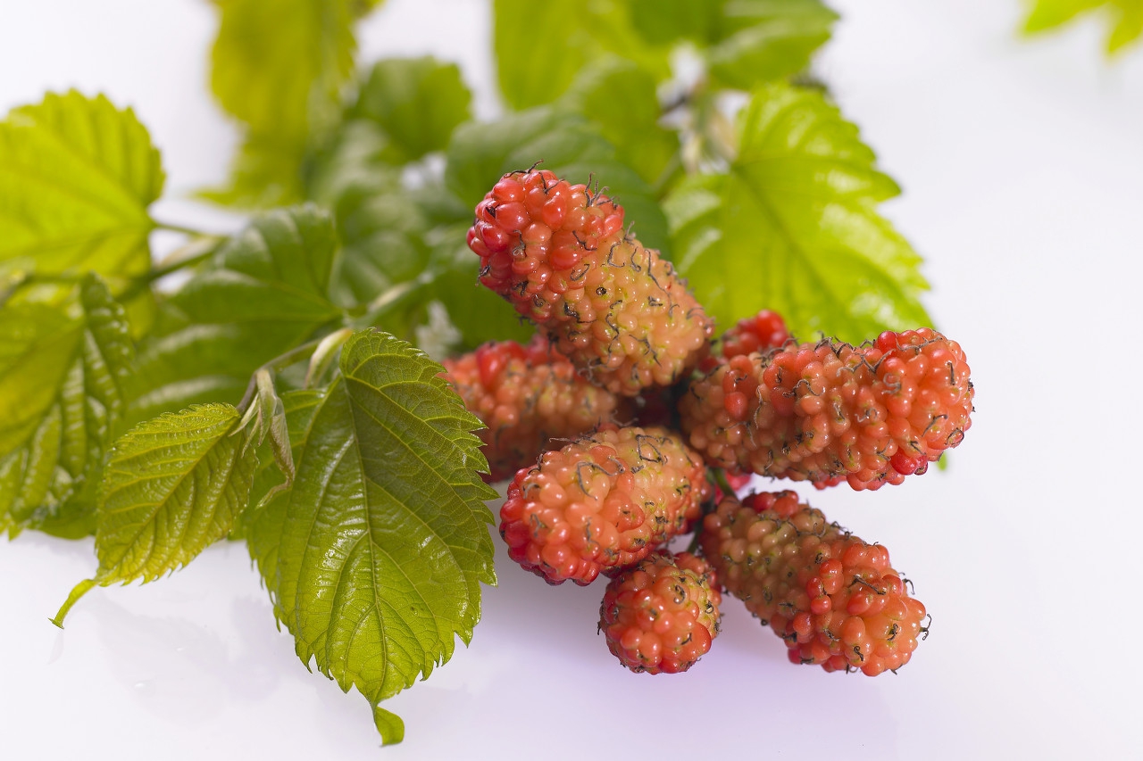 蚕的散文,写蚕桑的散文