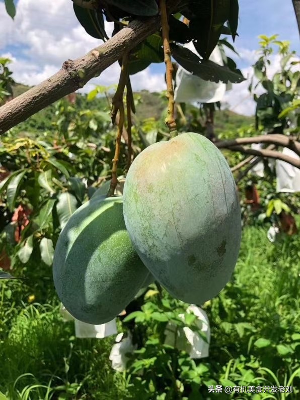 芒果的快速吃法吃货一定要知道,各种品类芒果的吃法