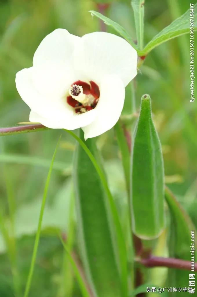 秋葵和曼陀罗长得像吗,如何辨别曼陀罗和龙葵