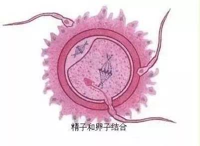 揭秘女人受精胎儿形成过程！十月怀胎就是生命最大的奇迹！