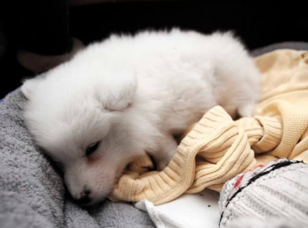 狗翻肠有什么说法,狗翻肠什么意思