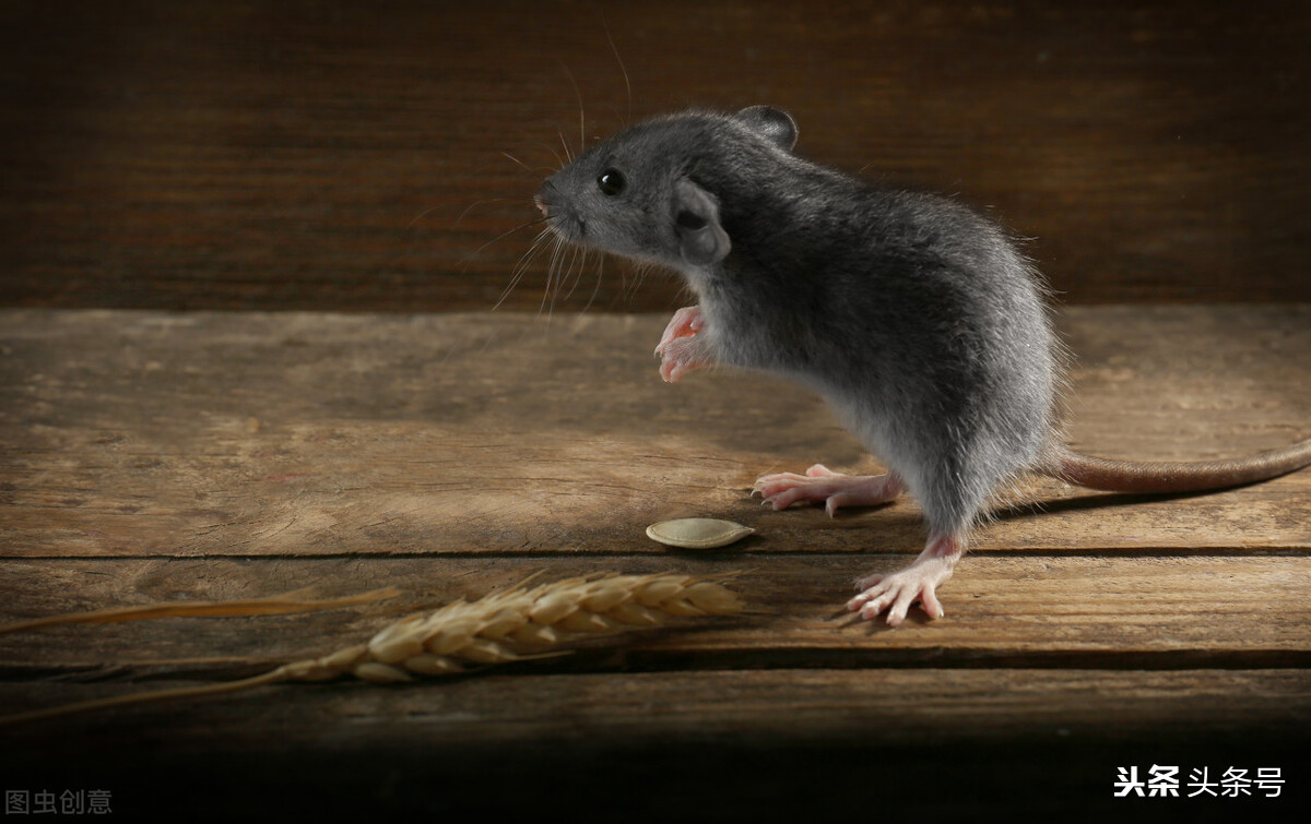 老鼠为什么会咬粘鼠板,老鼠用粘鼠贴怎么灭