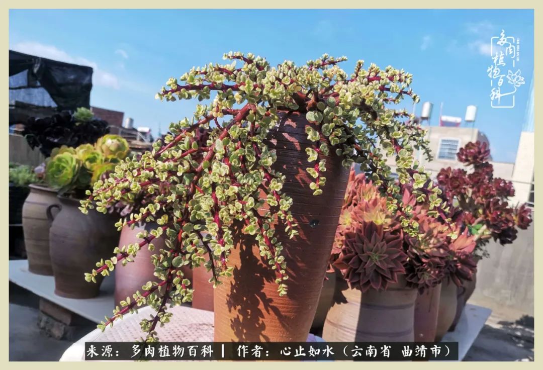 感谢陪伴感恩所有的遇见,让每个人都能感受到多肉的美好