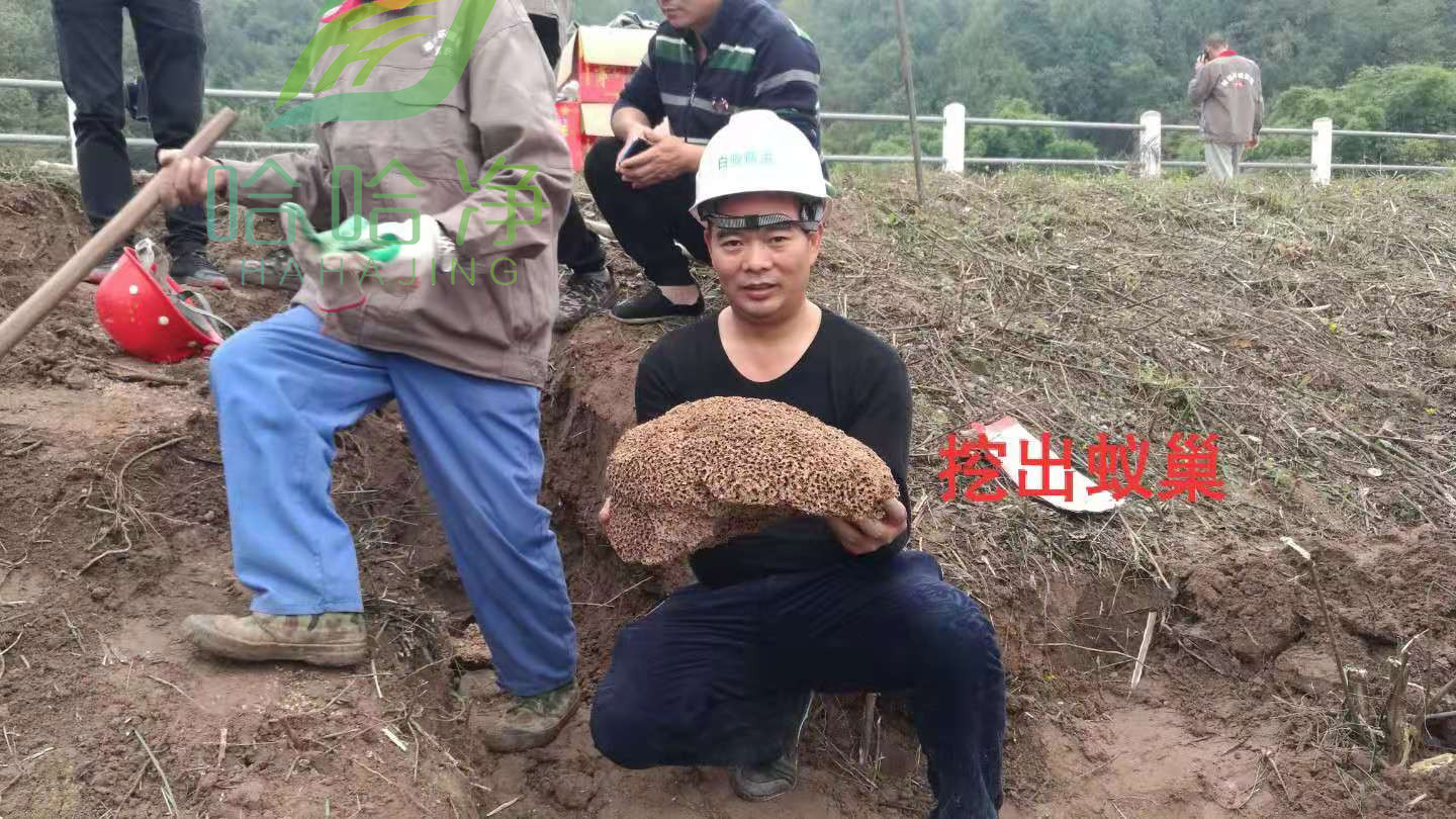 重庆白蚁防治专业消杀,重庆白蚁防治服务